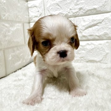 キャバリア【北海道・男の子・2025年3月21日・ブレンハイム】の写真「順調に成長中🐾⋆⭒」