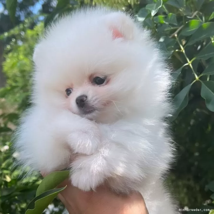 アグリママ 様のお迎えした子犬