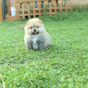 ポメラニアン【千葉県・男の子・2020年7月1日・クリームセーブル】の写真「毛量抜群で毛の色がとても綺麗です。」