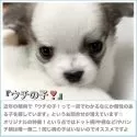 チワワ(ロング)【大阪府・男の子・2024年11月28日・パーティカラー(白地ベースのとってもキレイな子✨)】の写真15「ご連絡お待ちいたしております☆o(^▽^)o☆」