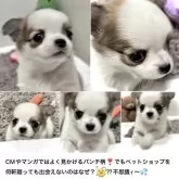 チワワ(ロング)【大阪府・男の子・2024年11月28日・パーティカラー(白地ベースのとってもキレイな子✨)】の写真3「でも実際は！なかなか見つからないんですo(^▽^)o☆」