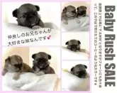 チワワ(ロング)【大阪府・女の子・2024年4月26日・フォーン&ホワイト】の写真2「♦️兄よりもしっかりして、なんでも兄よりも先に覚えてしまう賢い妹なんです♡」