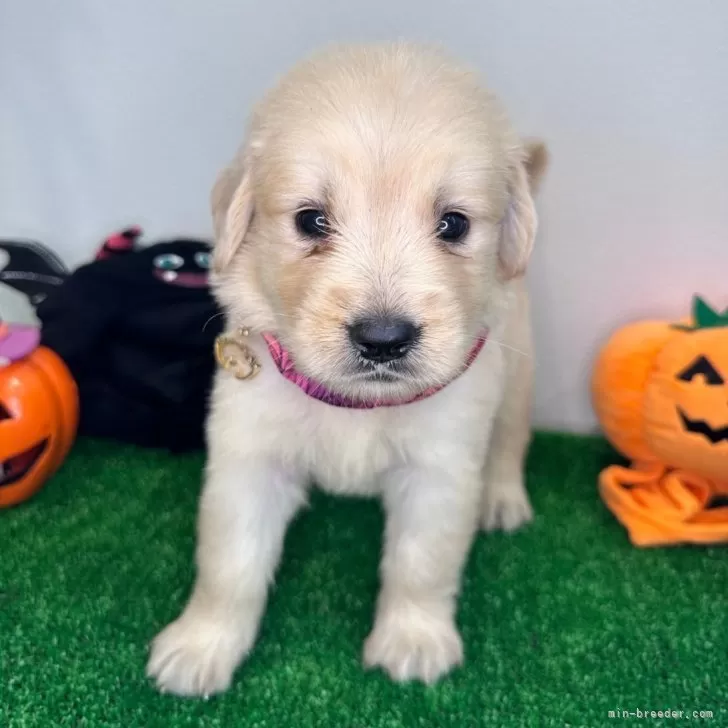 まつ 様のお迎えした子犬