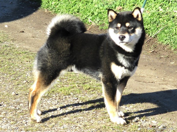 小次郎｜若竹　智司(わかたけ　さとし)ブリーダー(宮城県・柴犬・JKC登録)の紹介写真5