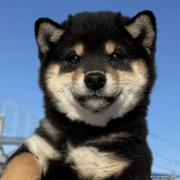 ジェニー 様のお迎えした子犬