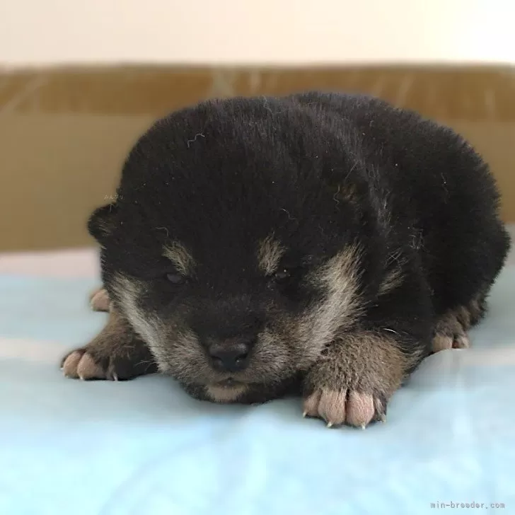 柴犬(標準サイズ)【宮城県・男の子・2024年12月26日・黒】の写真1