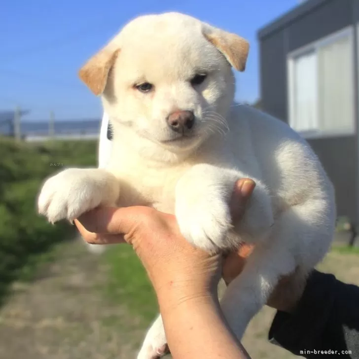 R.K 様のお迎えした子犬