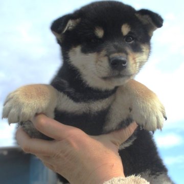 柴犬(標準サイズ)【宮城県・女の子・2024年9月24日・黒】の写真「黒柴の女の子」