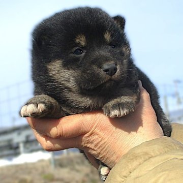 柴犬(標準サイズ)【宮城県・女の子・2024年12月26日・黒】の写真「目が開いて間もない黒柴の女の子です。」