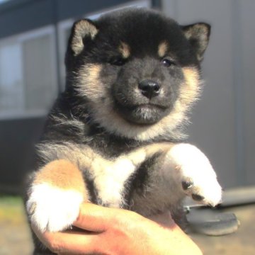 柴犬(標準サイズ)【宮城県・男の子・2024年10月11日・黒】の写真「元気な黒柴の男の子」