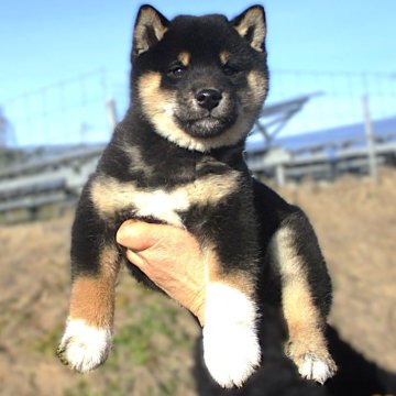 柴犬(標準サイズ)【宮城県・男の子・2024年10月11日・黒】の写真「元気な黒柴の男の子」