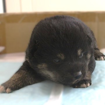 柴犬(標準サイズ)【宮城県・女の子・2024年12月26日・黒】の写真「目が開いて間もない黒柴の女の子です。」