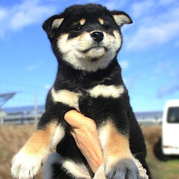 柴犬(標準サイズ)【宮城県・女の子・2024年10月16日・黒】の写真「とても可愛い4姉妹」