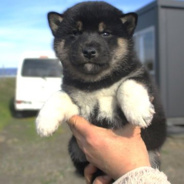 柴犬(標準サイズ)【宮城県・男の子・2024年10月11日・黒】の写真「元気な黒柴の男の子」