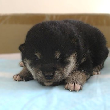 柴犬(標準サイズ)【宮城県・男の子・2024年12月26日・黒】の写真「目が開いて間もない黒柴の男の子です。」