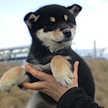 柴犬(標準サイズ)【宮城県・女の子・2024年9月24日・黒】の写真「黒柴の女の子」