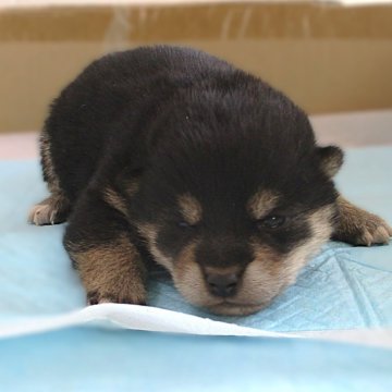 柴犬(標準サイズ)【宮城県・女の子・2024年12月26日・黒】の写真「目が開いて間もない黒柴の女の子です。」