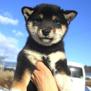 柴犬(標準サイズ)【宮城県・女の子・2024年10月11日・黒】の写真「元気な黒柴の女の子」