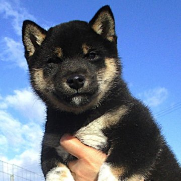 柴犬(標準サイズ)【宮城県・男の子・2024年10月11日・黒】の写真「元気な黒柴の男の子」