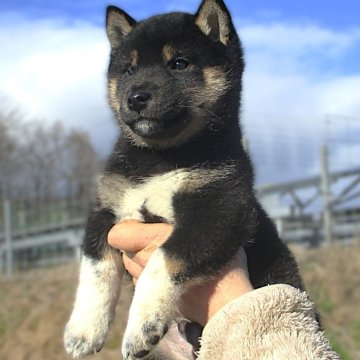 柴犬(標準サイズ)【宮城県・男の子・2024年10月11日・黒】の写真「元気な黒柴の男の子」