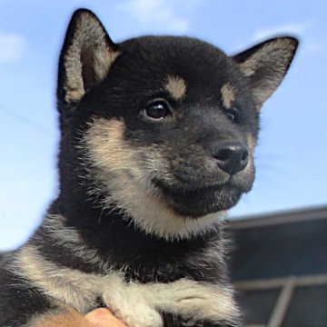 柴犬(標準サイズ)【宮城県・女の子・2024年9月7日・黒】の写真「元気な黒柴の女の子が産まれました」