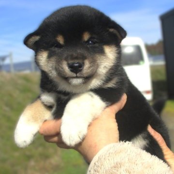 柴犬(標準サイズ)【宮城県・女の子・2024年10月11日・黒】の写真「元気な黒柴の女の子」