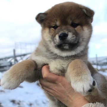 柴犬(標準サイズ)【宮城県・男の子・2024年11月22日・赤】の写真「赤柴のイケメン君」