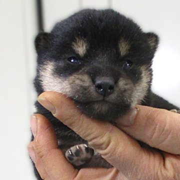 柴犬(標準サイズ)【宮城県・女の子・2025年1月11日・黒】の写真「4兄妹の唯一の女の子です。」