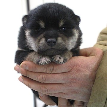 柴犬(標準サイズ)【宮城県・男の子・2025年1月11日・黒】の写真「4兄妹の男の子です。ネクタイ模様です。」