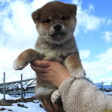 柴犬(標準サイズ)【宮城県・男の子・2024年11月22日・赤】の写真「赤柴のイケメン君2」