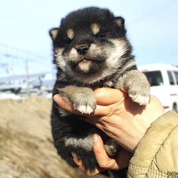 柴犬(標準サイズ)【宮城県・男の子・2024年12月26日・黒】の写真「目が開いて間もない黒柴の男の子です。」