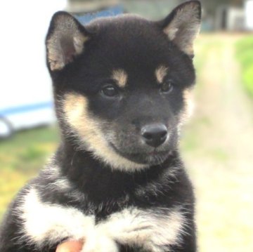 柴犬(標準サイズ)【宮城県・女の子・2024年9月7日・黒】の写真「元気な黒柴の女の子が産まれました」