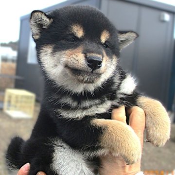 柴犬(標準サイズ)【宮城県・女の子・2024年10月30日・黒】の写真「癒し系かな」