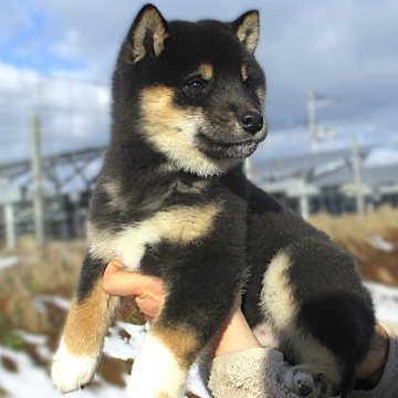 柴犬(標準サイズ)【宮城県・男の子・2024年10月11日・黒】の写真「元気な黒柴の男の子」