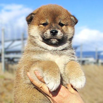 柴犬(標準サイズ)【宮城県・男の子・2024年11月22日・赤】の写真「赤柴のイケメン君」