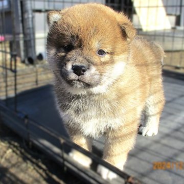 柴犬(標準サイズ)【宮城県・男の子・2024年11月22日・赤】の写真「赤柴のイケメン君」