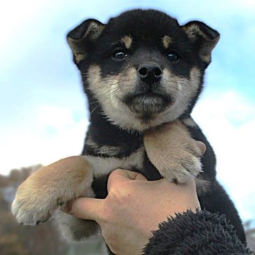 柴犬(標準サイズ)【宮城県・女の子・2024年9月24日・黒】の写真「黒柴の女の子」