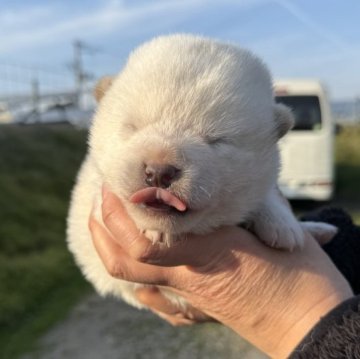 柴犬(標準サイズ)【宮城県・男の子・2024年10月30日・白】の写真「人気の白柴のオス君です。」