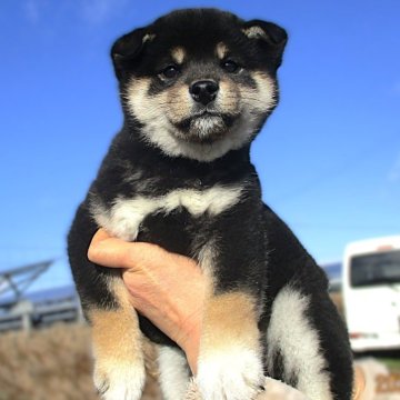 柴犬(標準サイズ)【宮城県・女の子・2024年10月16日・黒】の写真「とても可愛い4姉妹」