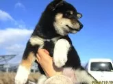 柴犬(標準サイズ)【宮城県・女の子・2024年10月11日・黒】の写真4