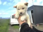 柴犬(標準サイズ)【宮城県・女の子・2024年9月14日・白】の写真6