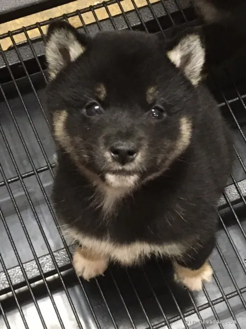 柴犬(標準サイズ)【宮城県・男の子・2020年8月29日・黒】の写真1