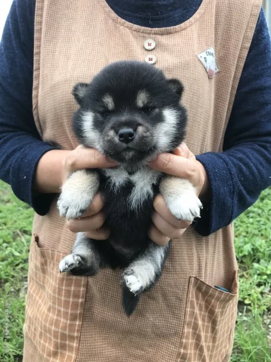 柴犬(標準サイズ)【宮城県・女の子・2021年7月25日・黒】の写真1