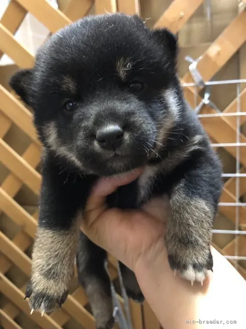 柴犬(標準サイズ)【宮城県・女の子・2022年4月2日・黒】の写真1