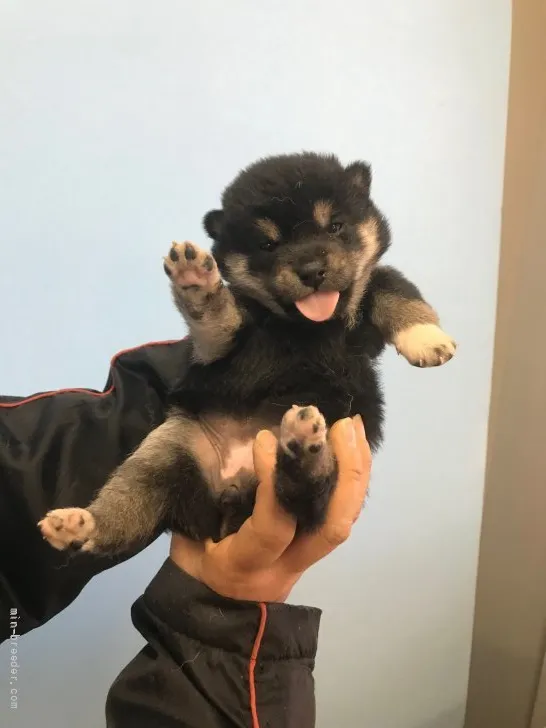 柴犬(標準サイズ)【宮城県・女の子・2022年1月1日・黒】の写真1「1/20撮影」