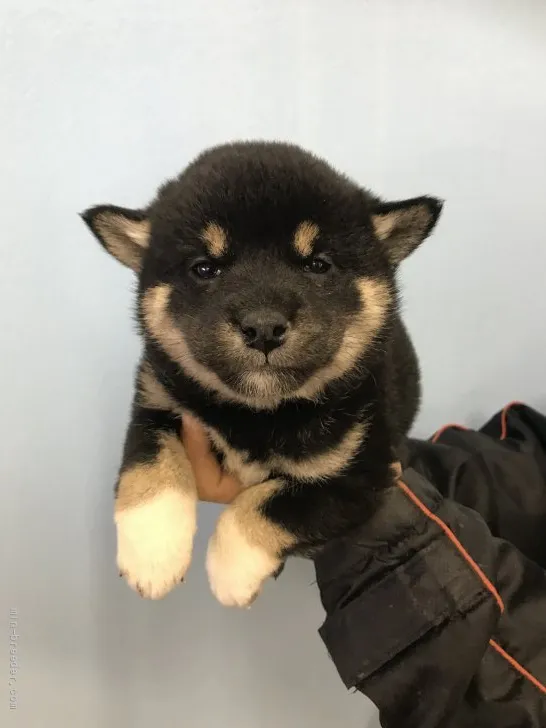 柴犬(標準サイズ)【宮城県・女の子・2022年1月1日・黒】の写真1「2/5撮影」