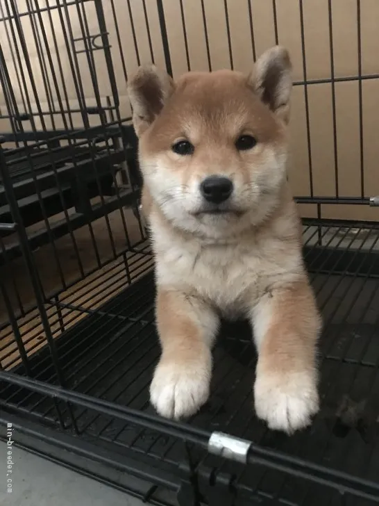 柴犬(標準サイズ)【宮城県・女の子・2020年8月26日・赤】の写真1「10/26撮影」