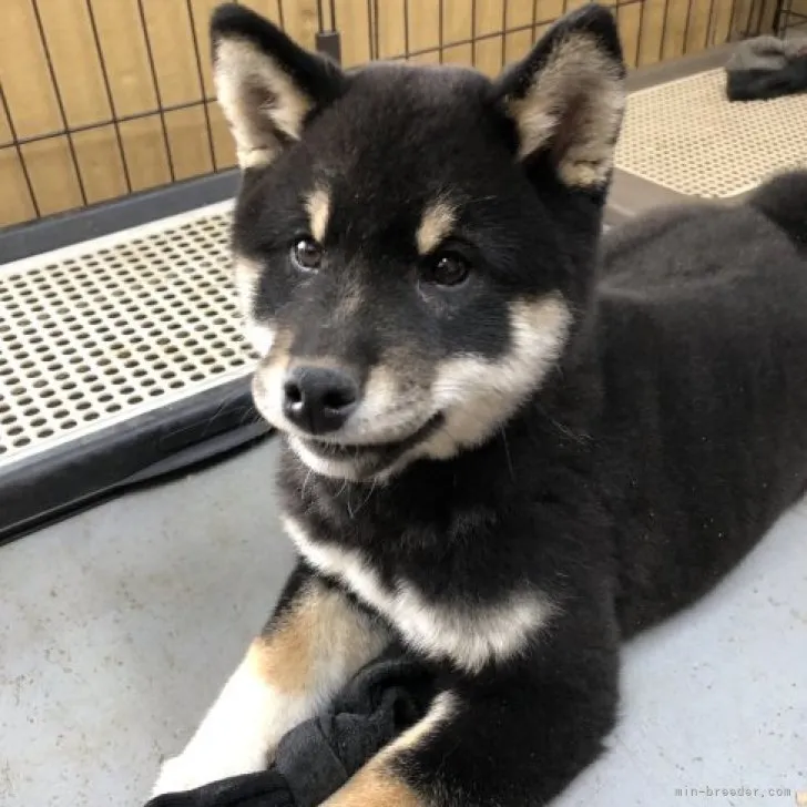 柴犬(標準サイズ)【宮城県・男の子・2022年12月10日・黒】の写真1「3/7撮影」