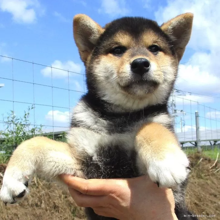 柴犬(標準サイズ)【宮城県・男の子・2024年3月8日・黒】の写真1