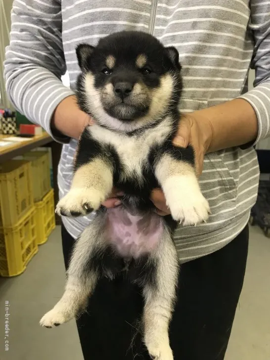 柴犬(標準サイズ)【宮城県・女の子・2021年7月12日・黒】の写真1